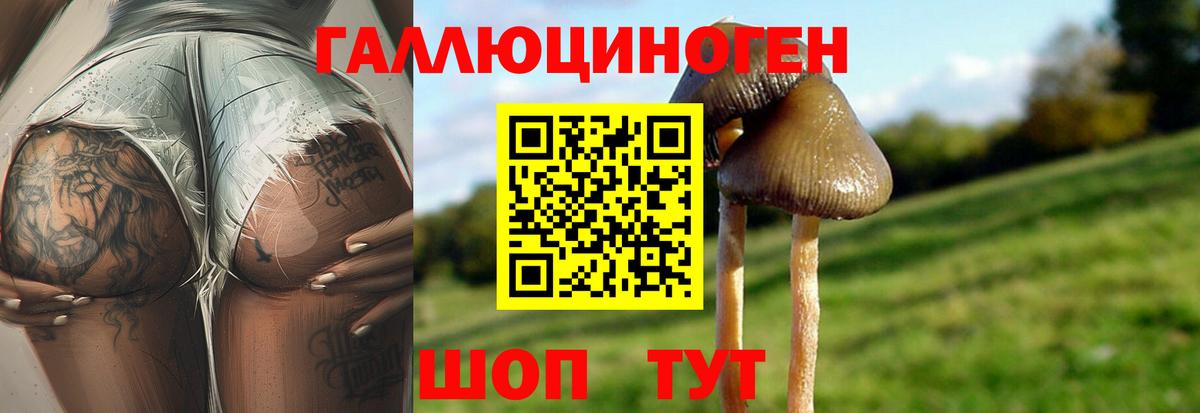 Юрга  Псилоцибиновые грибы Cubensis  Вход с VPN 